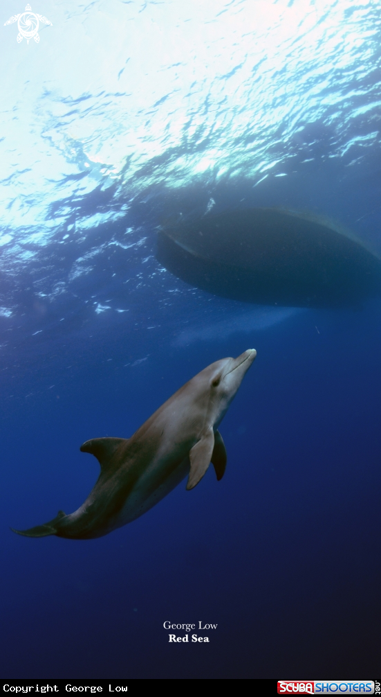 A Dolphin