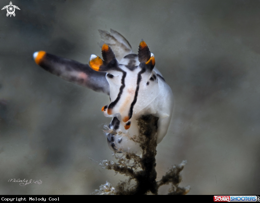 A Nudibranch