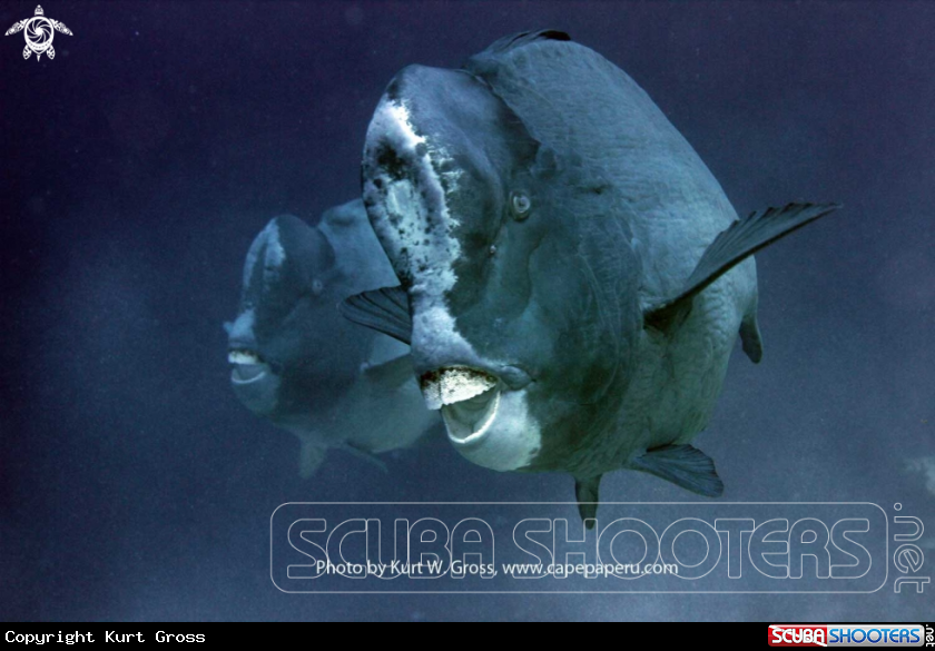 A Pumphead Parrotfish