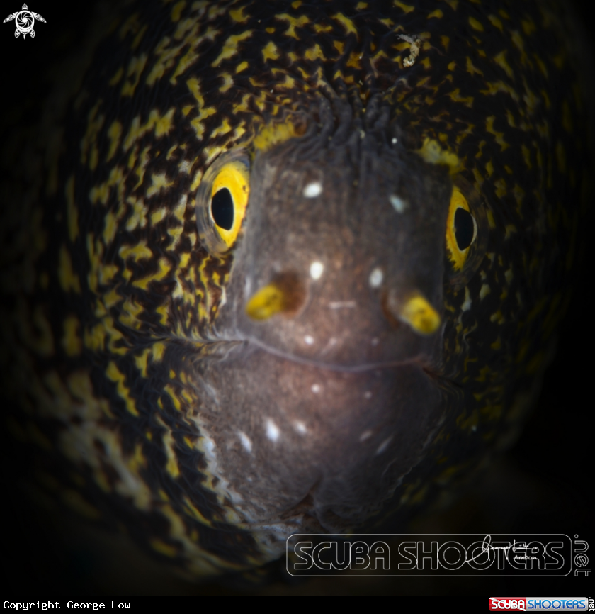 A Honeycomb Eel