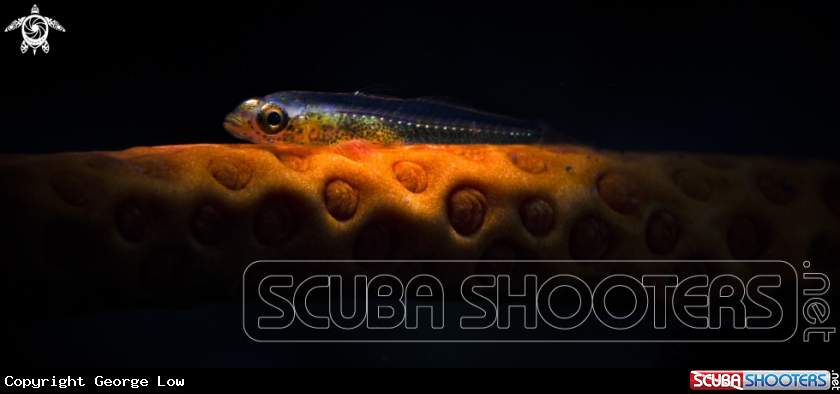 A Goby