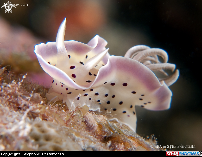 A underwater creature