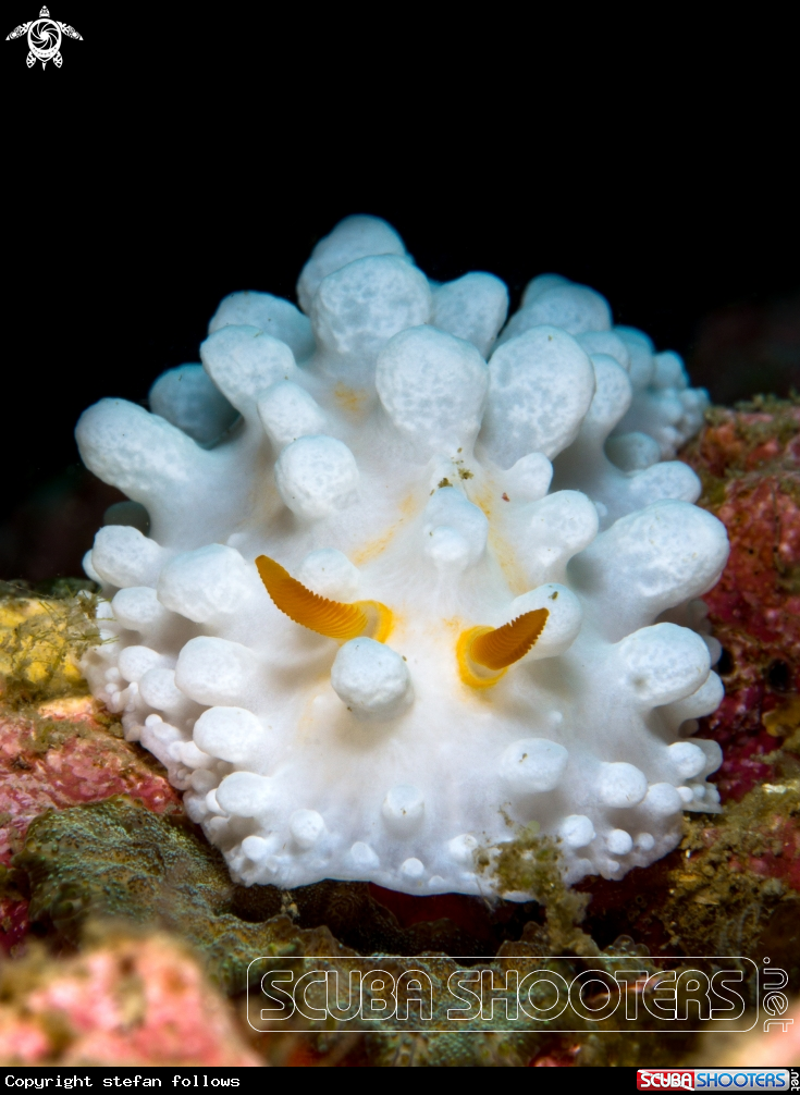 A Nudibranch