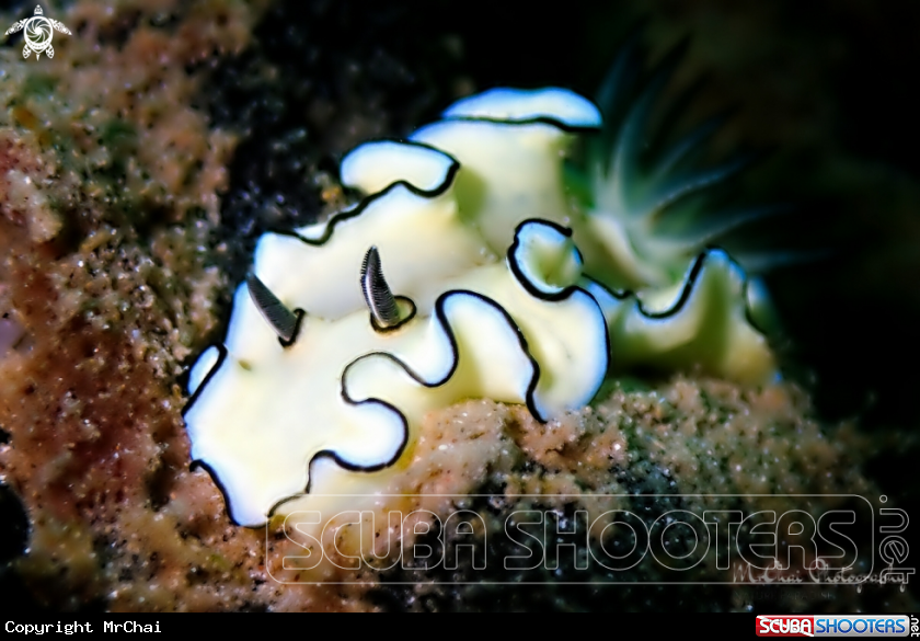 A Nudibranch