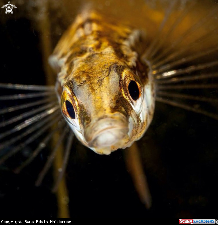 A Fifteen-spined stickleback