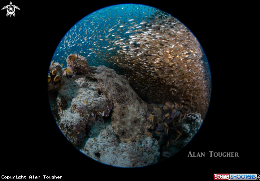 A Wobbegong shark