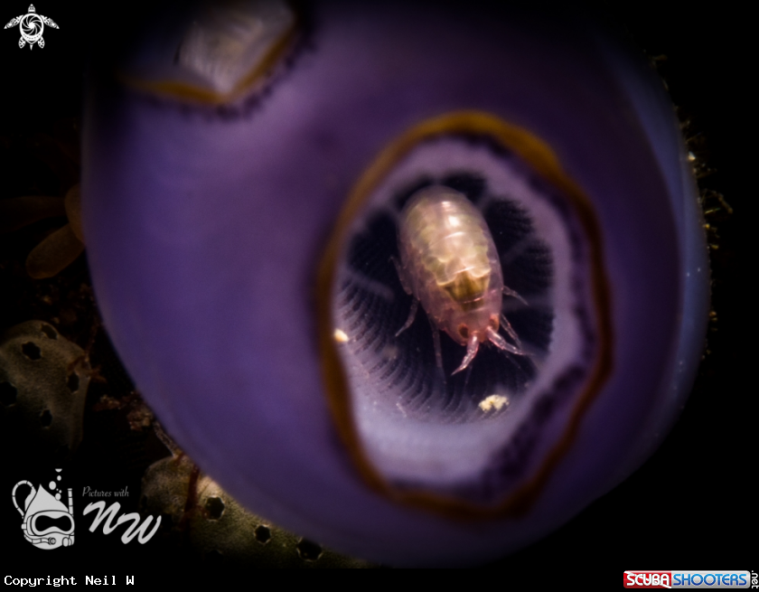 A Amphipod 