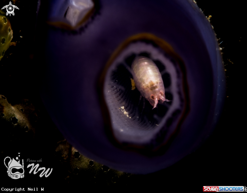 A Amphipod 