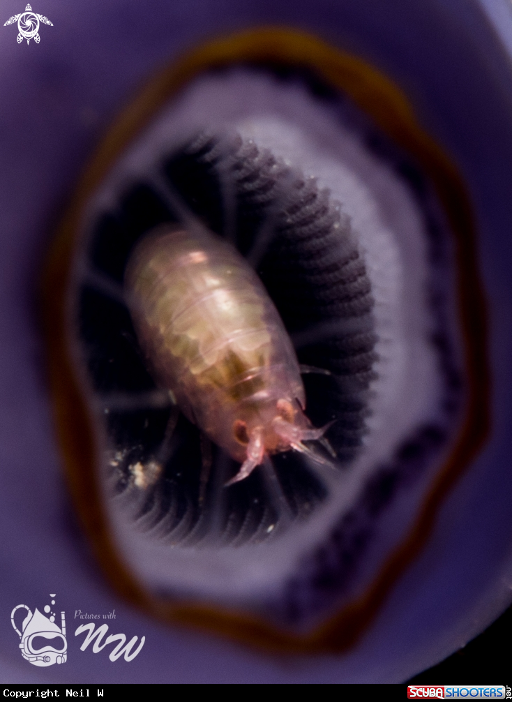A Amphipod 