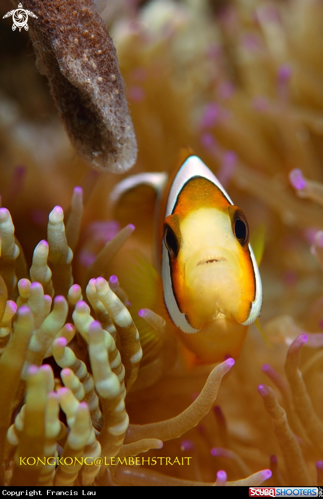 A Anemonefish