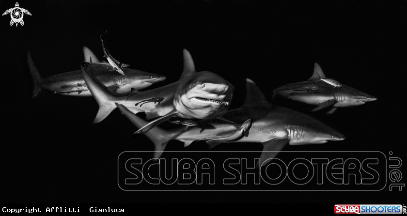 A limbatus shark