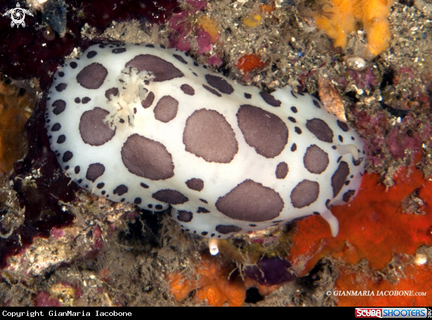 A Peltodoris Atromaculata