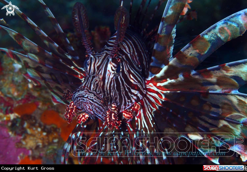 A Lionfish