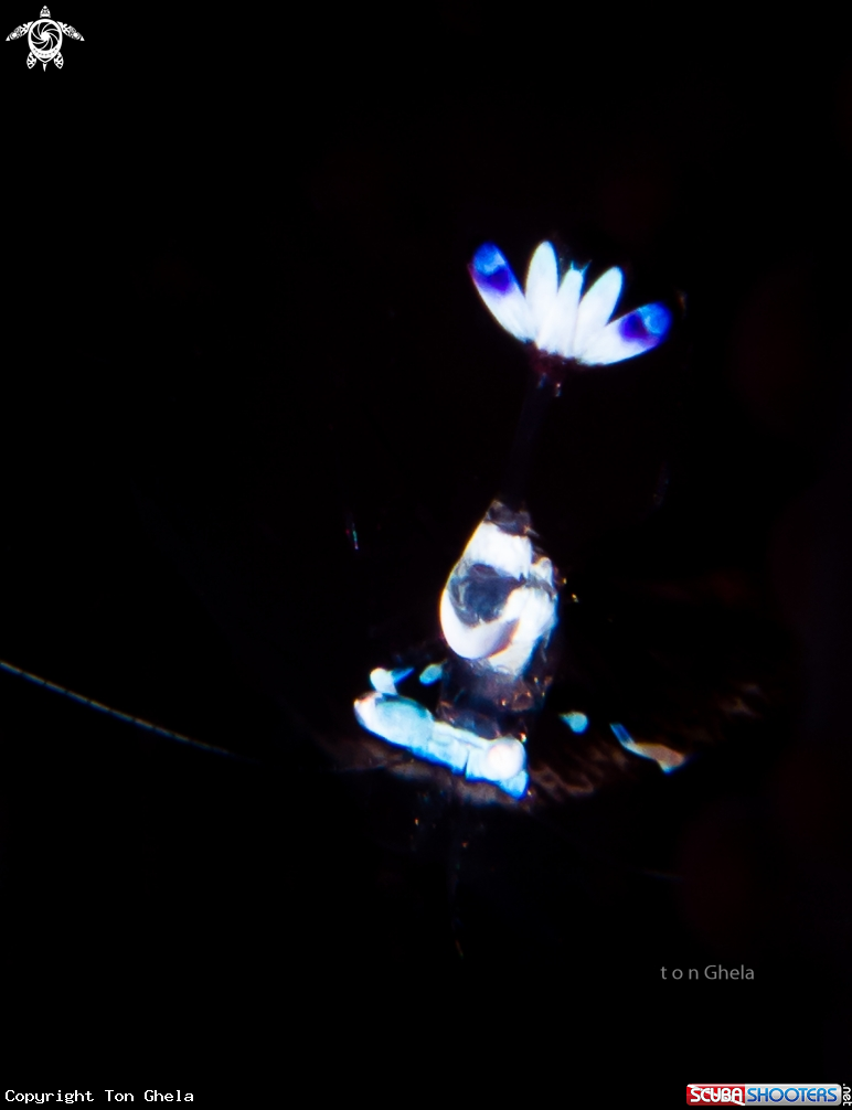 A Cleaner Shrimp