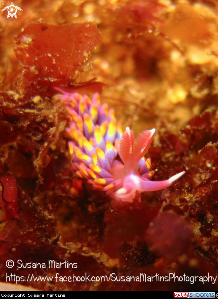 A Nudibranch