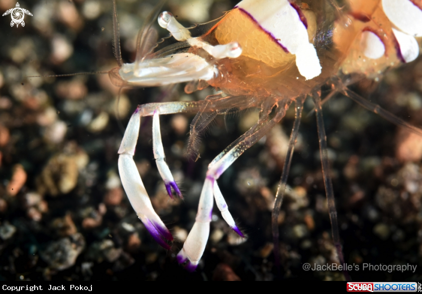 A Cleaner shrimp