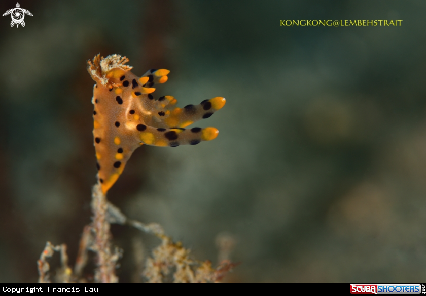 A Nudibranch