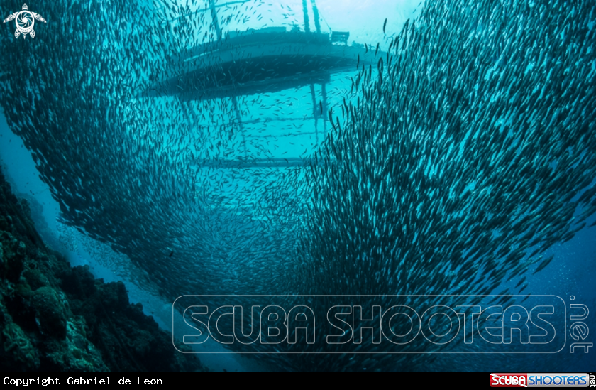 A Sardines