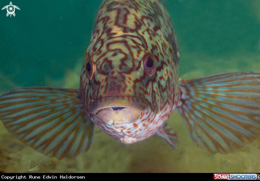 A Ballan Wrasse