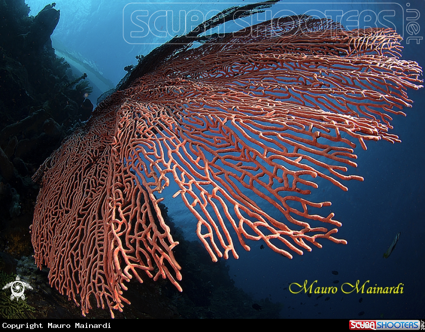 A Seafan