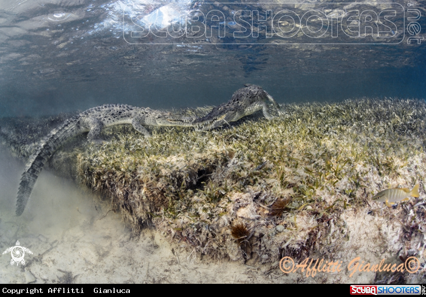 A crocodile