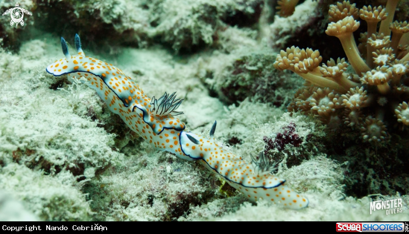 A  Nudibranch
