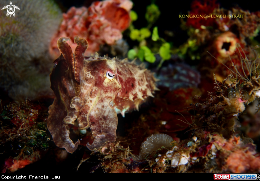 A Cuttlefish