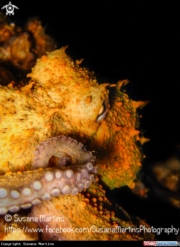 A Octopus