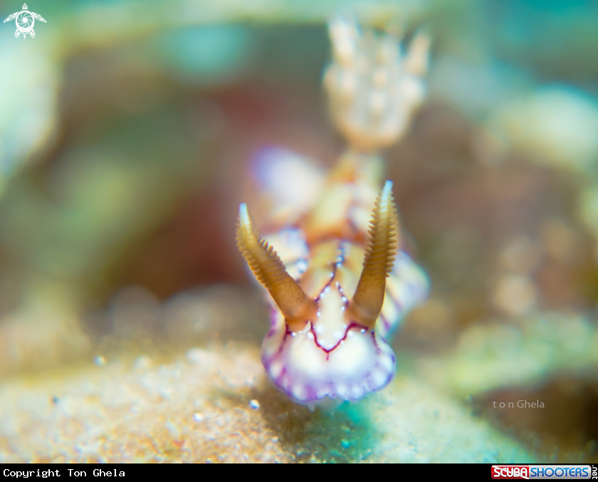 A Nudibranch