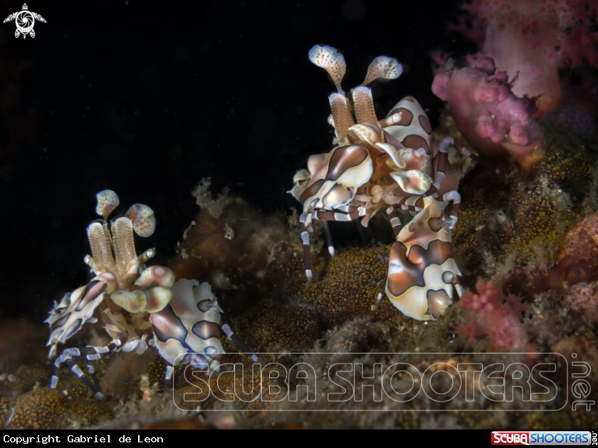 A Harlequin Shrimp