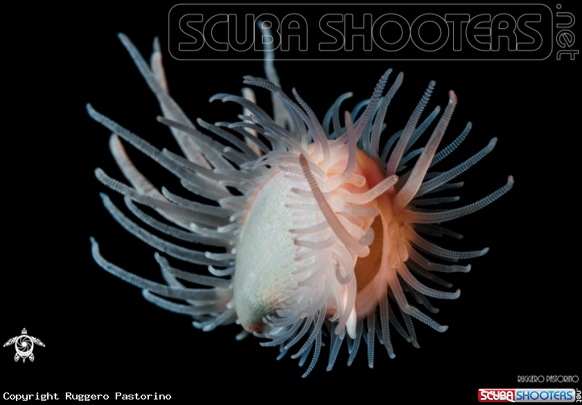 A Scallop