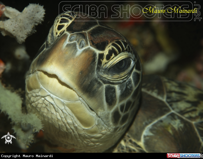 A Green turtle