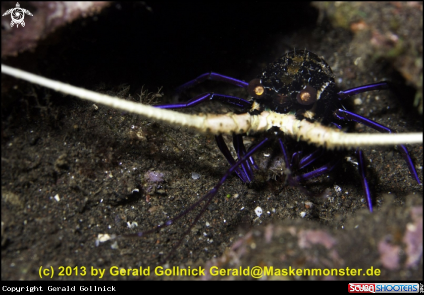 A underwater creature