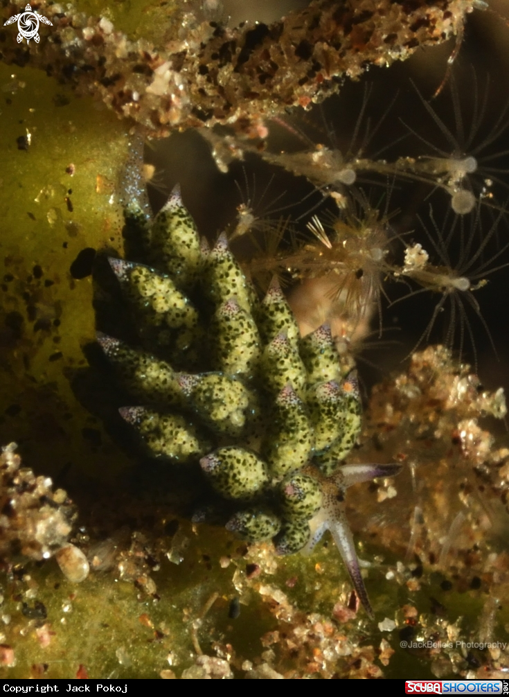 A Costasiella kuroshimae