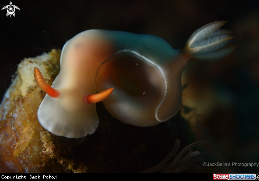 A Hypselodoris bullockii