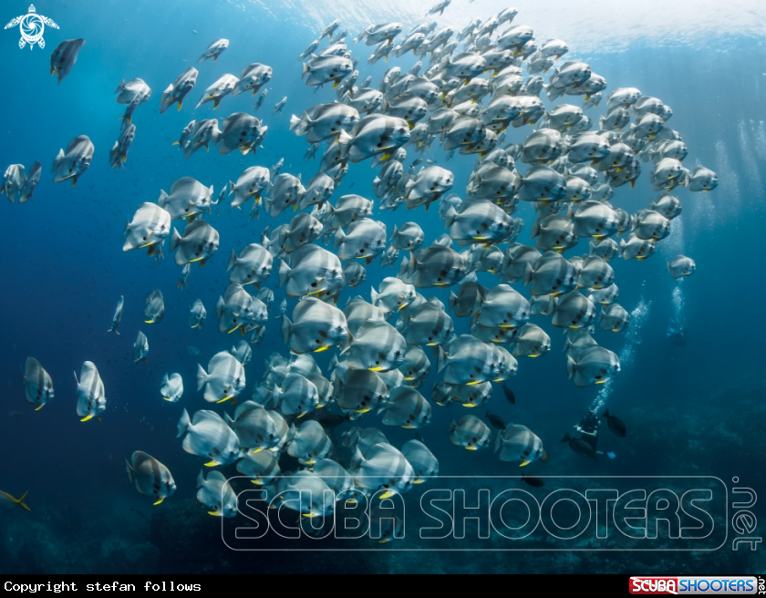 A Longfin Batfish