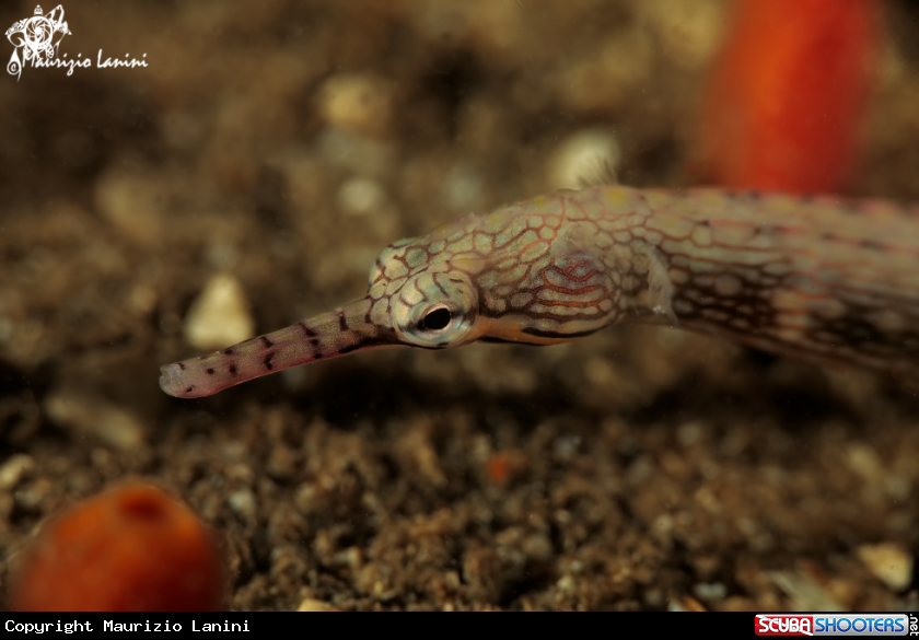 A Pipefish