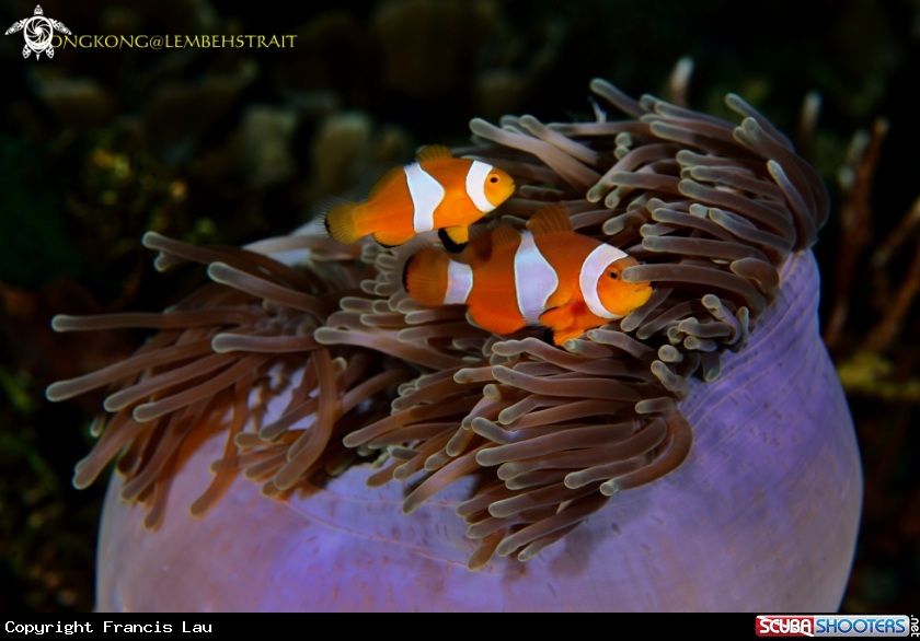 A Anemonefish