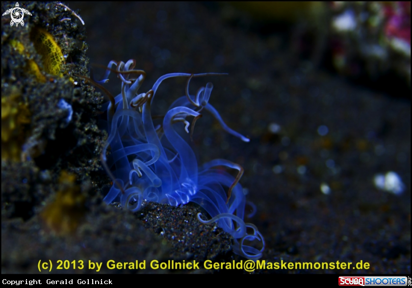 A underwater creature