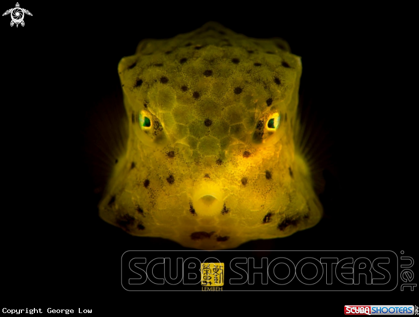 A Boxfish