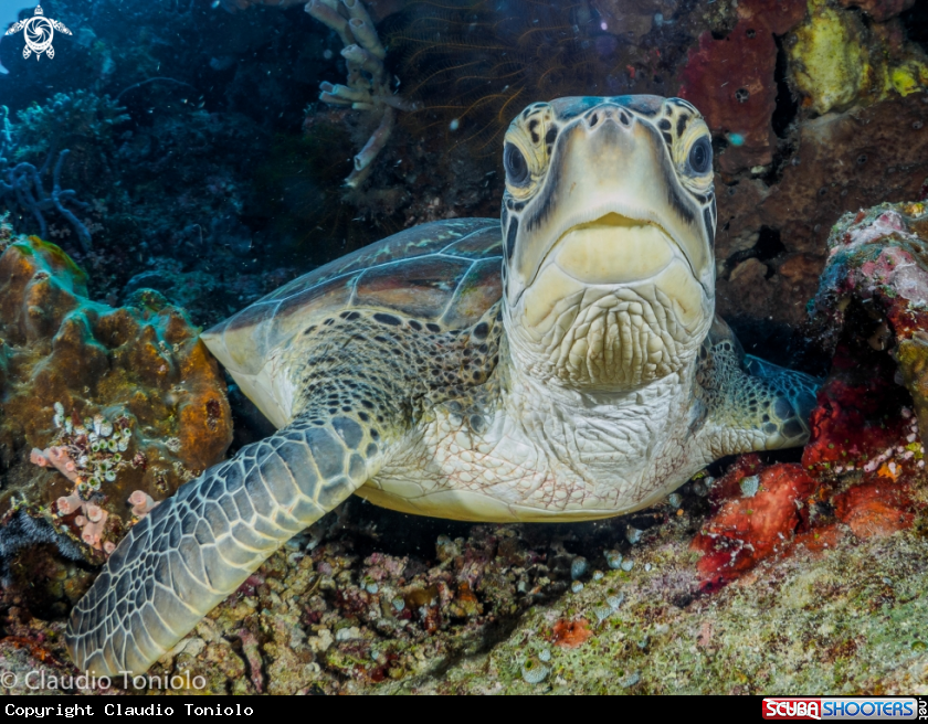 A Chelonia Mydas