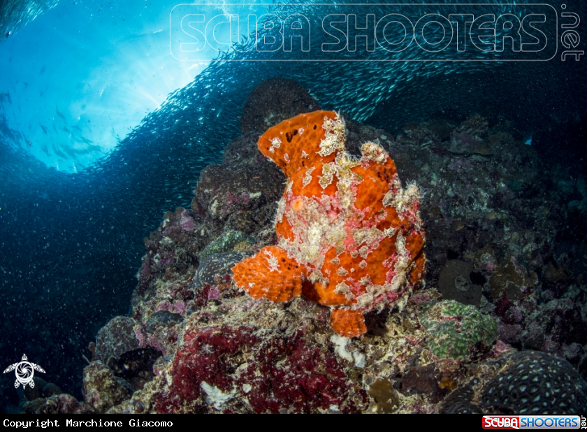 A Frog fish