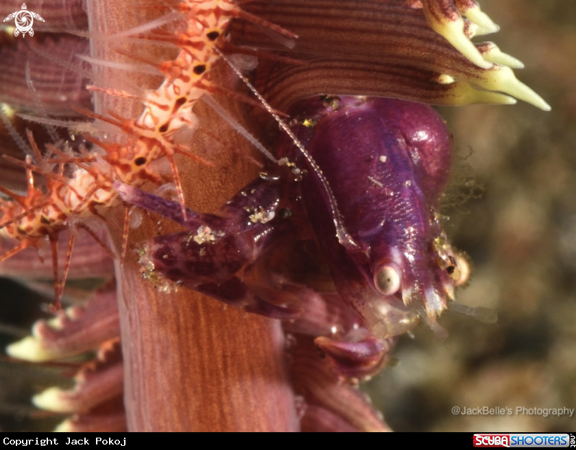 A Porcelain crab