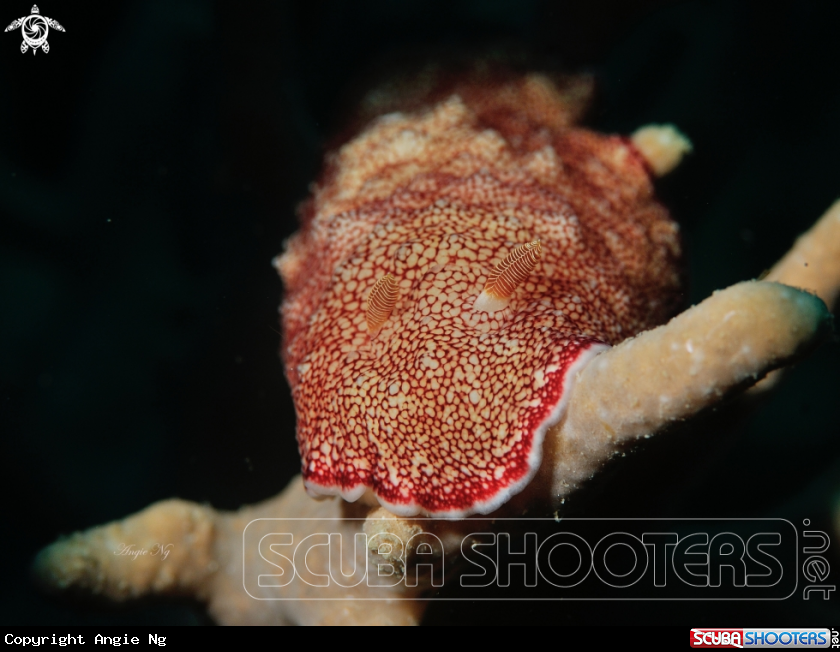 A Nudi
