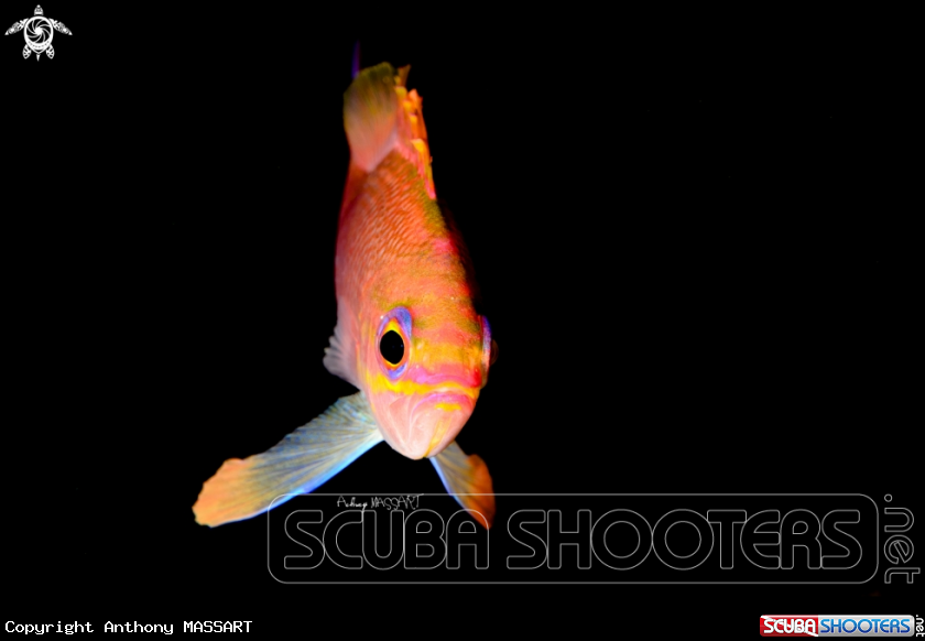 A Anthias