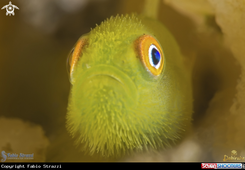 A Hairy goby