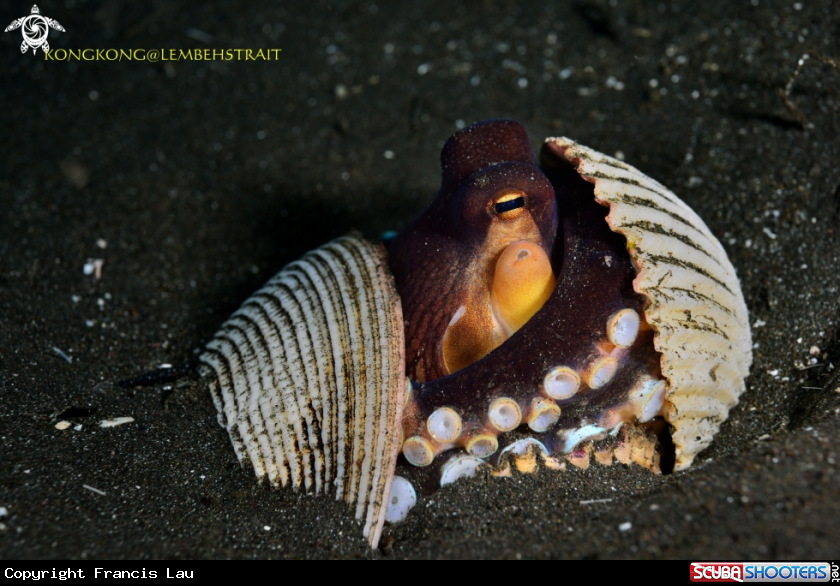 A Coconut Octopus