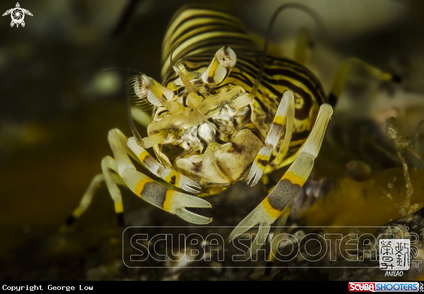 A Bumblebee Shrimp