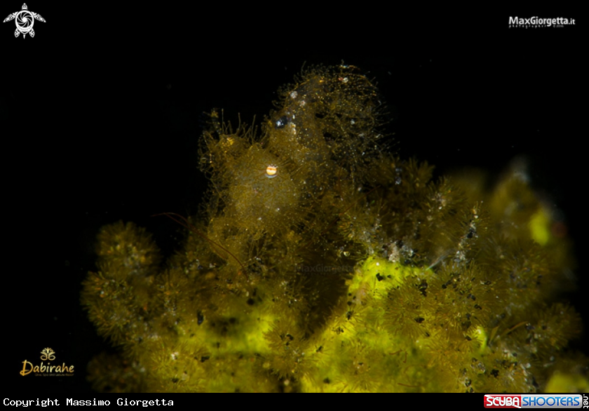 A Hairy shrimp