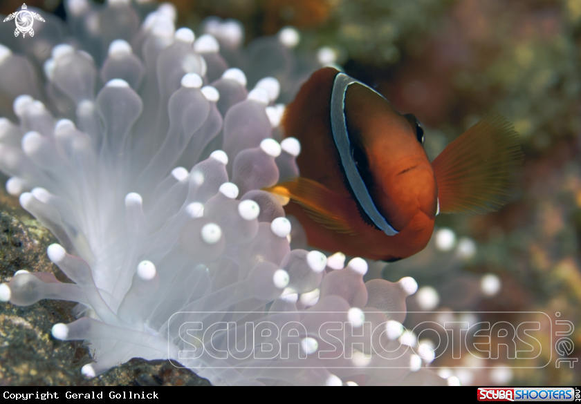 A underwater creature